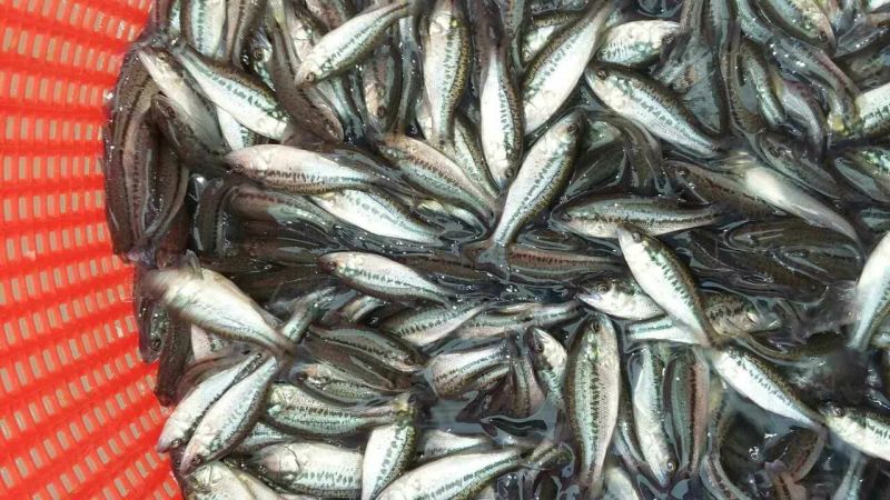 【鲈鱼苗】加州鲈鱼苗海鲈鱼苗-全程已经训化吃饲料价格实惠