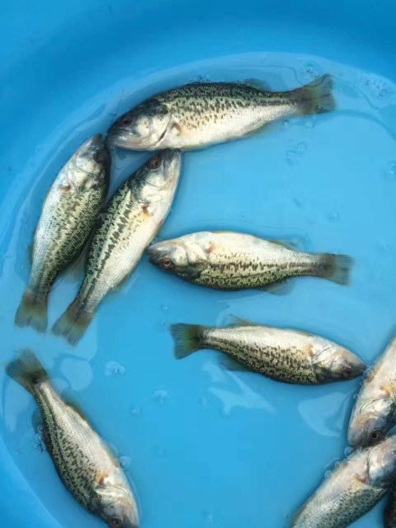 【鲈鱼苗】加州鲈鱼苗海鲈鱼苗-全程已经训化吃饲料价格实惠