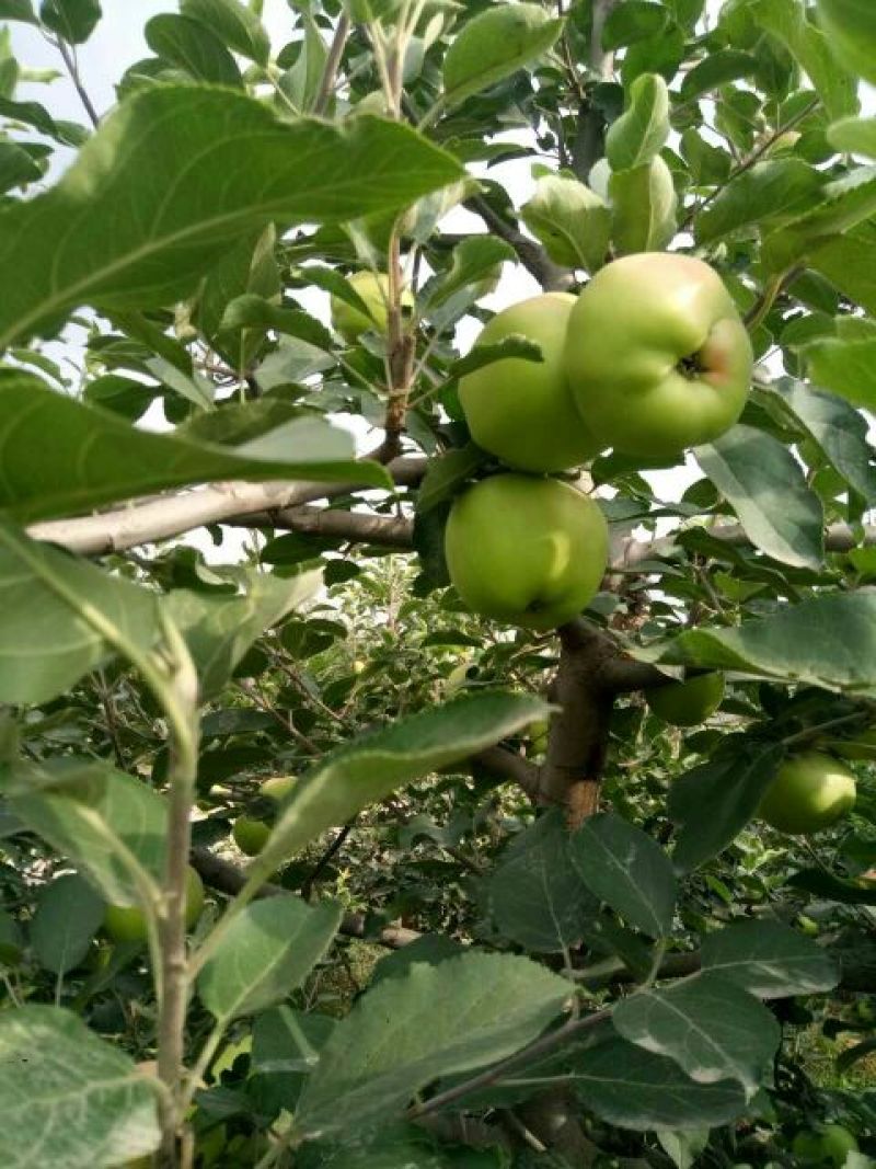 藤牧1号苹果65mm以上光果