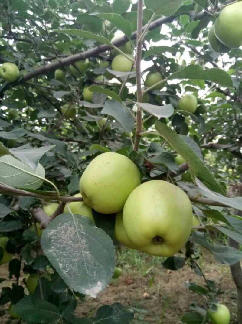 藤牧1号苹果65mm以上光果