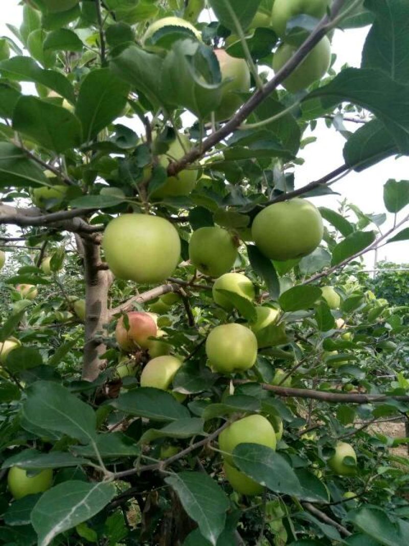 藤牧1号苹果65mm以上光果