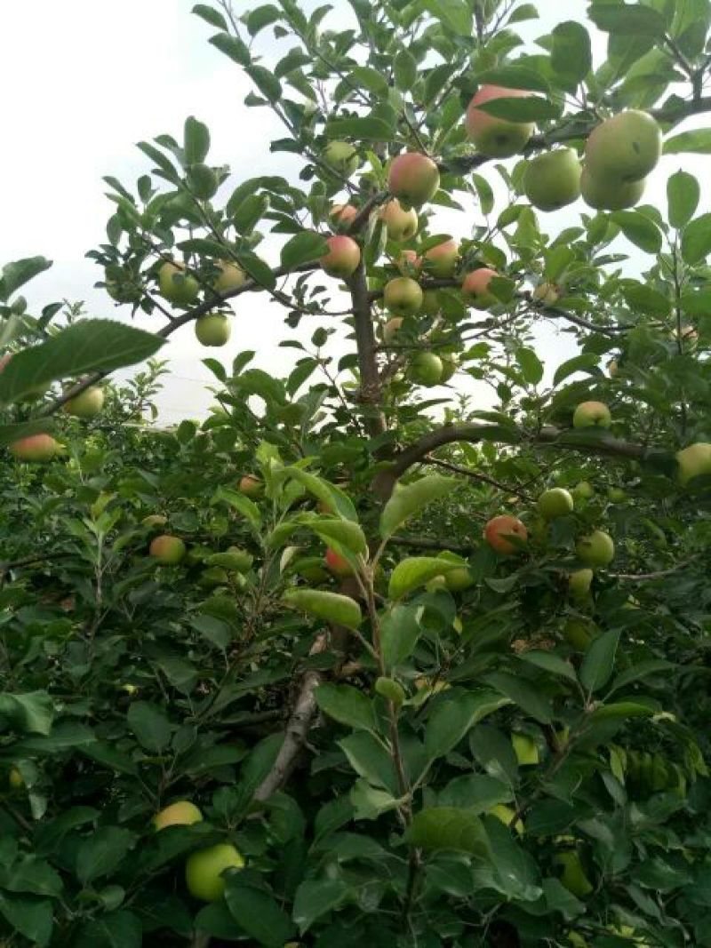 藤牧1号苹果65mm以上光果