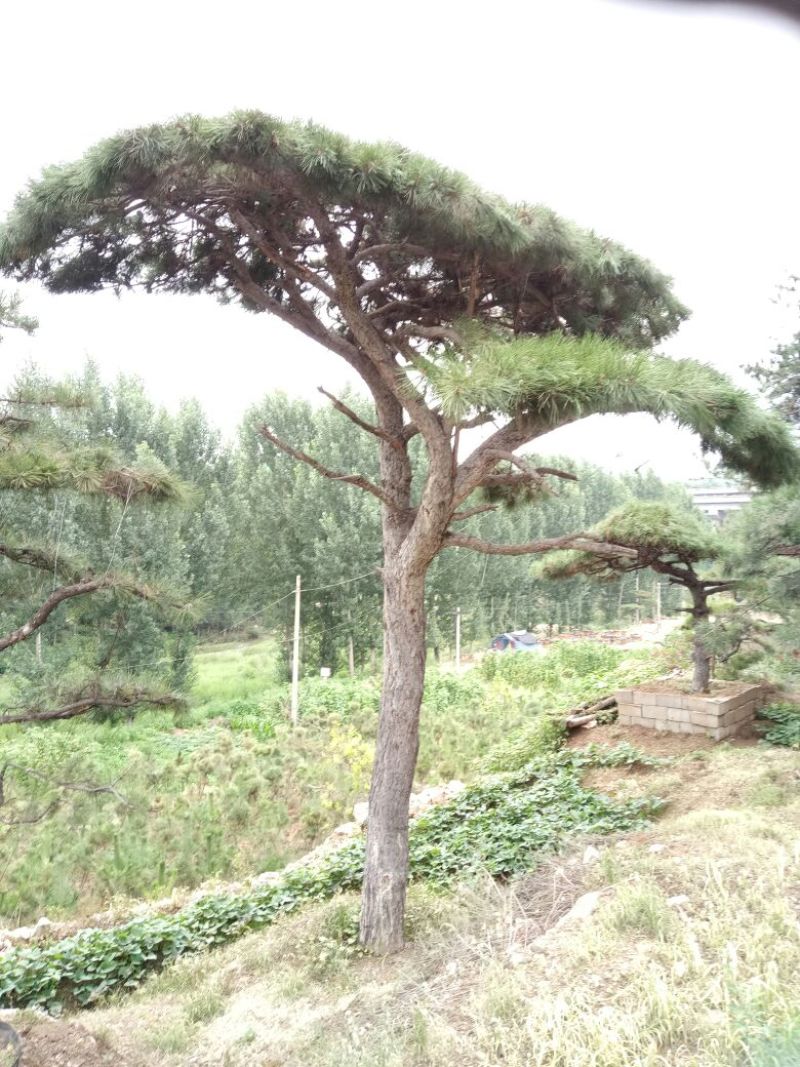 造型松14公分