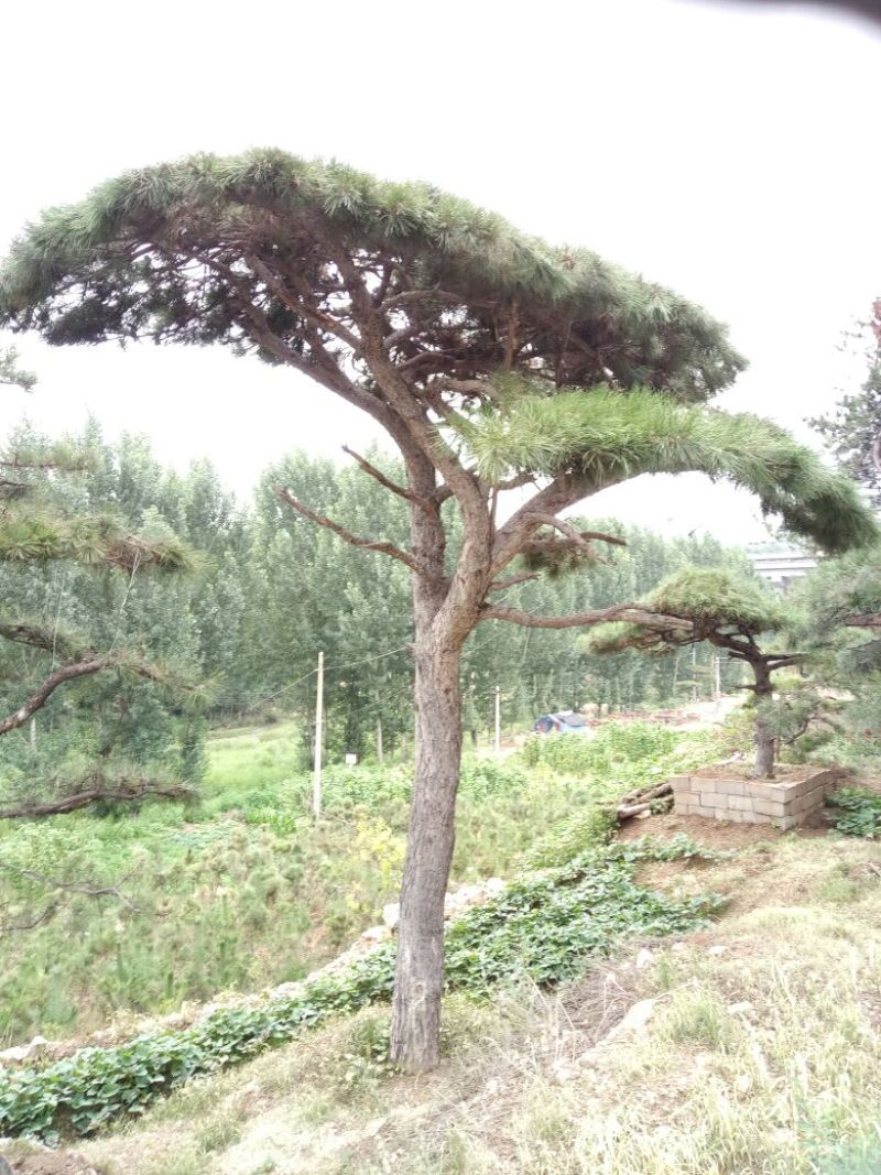 造型松14公分