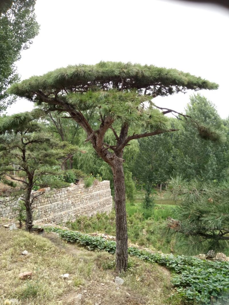造型松14公分