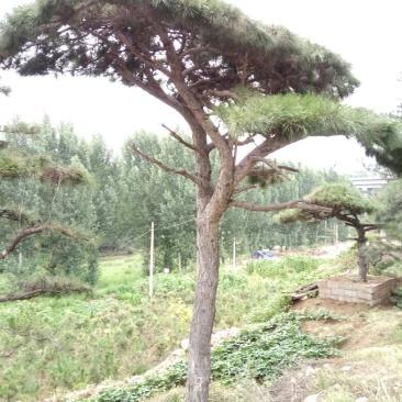 造型松14公分