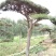 造型松14公分