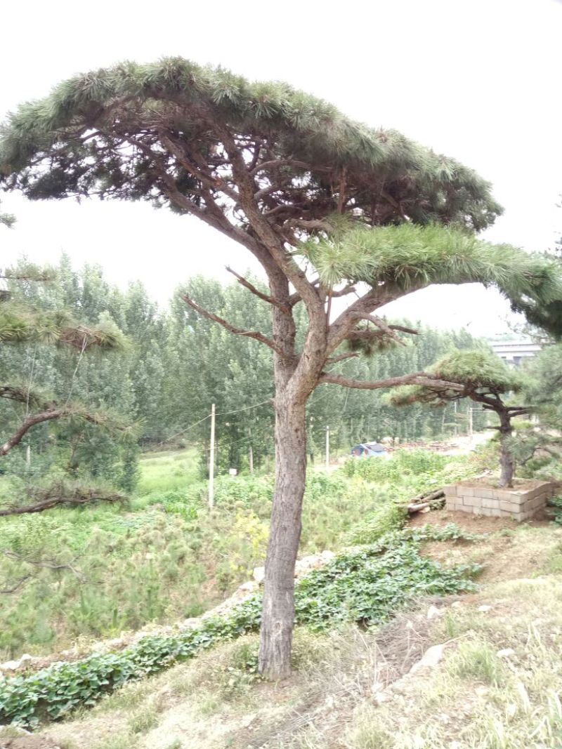 造型松14公分
