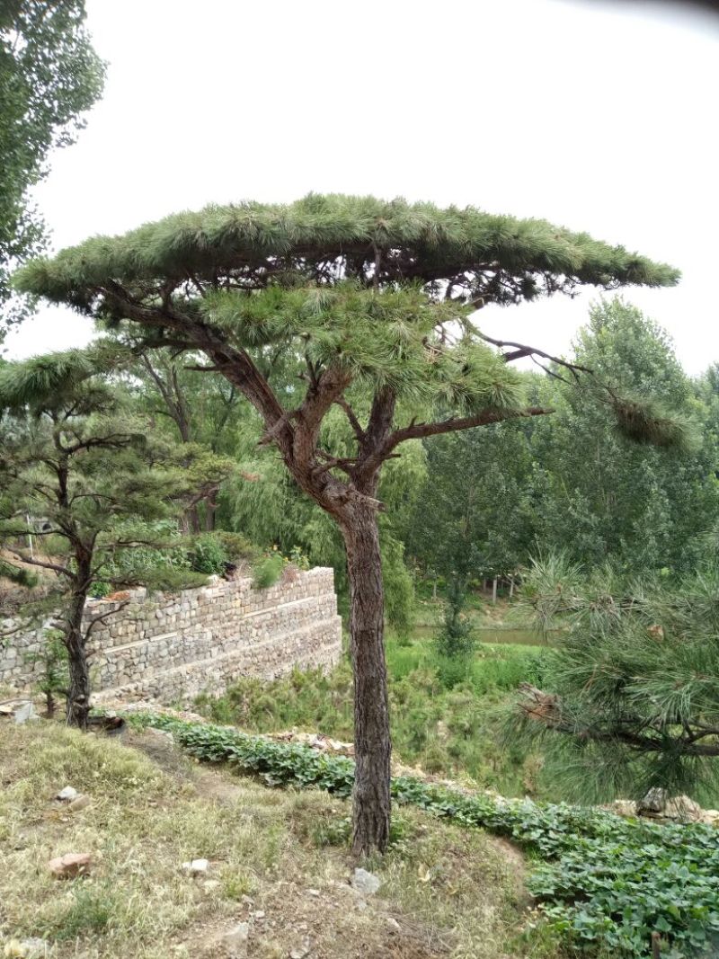 造型松14公分