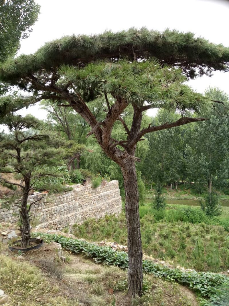 造型松14公分