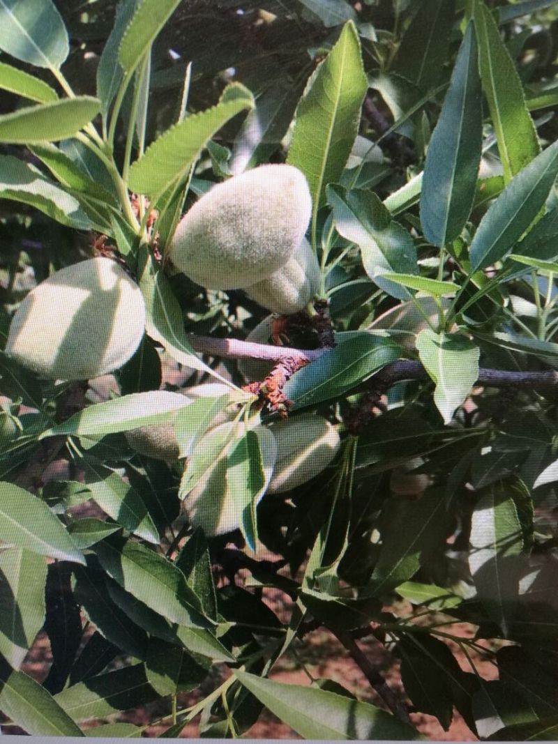 美国大杏仁特级