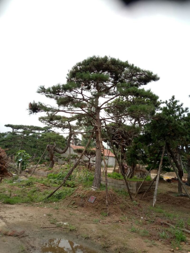 造型松14公分