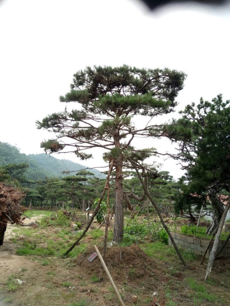 造型松14公分