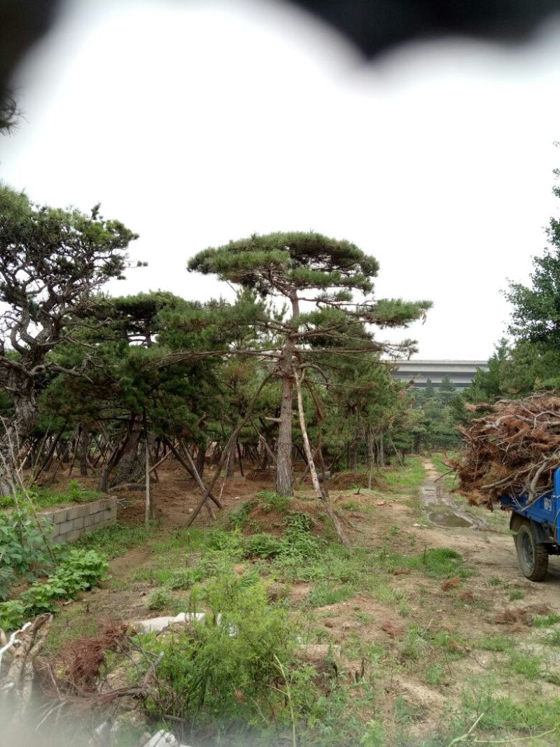 造型松14公分