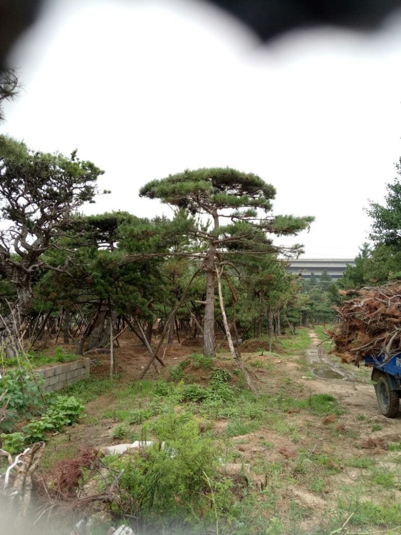 造型松14公分