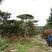 造型松14公分