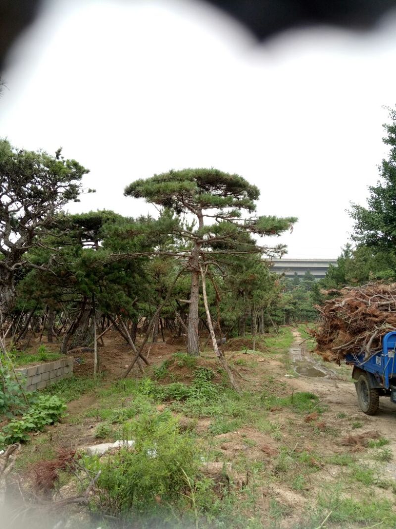 造型松14公分