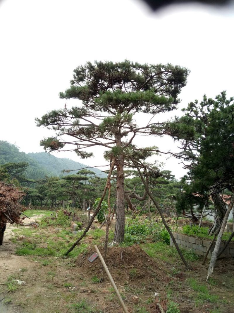 造型松14公分
