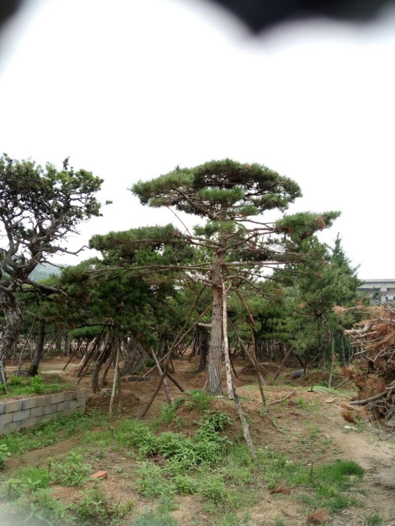 造型松14公分
