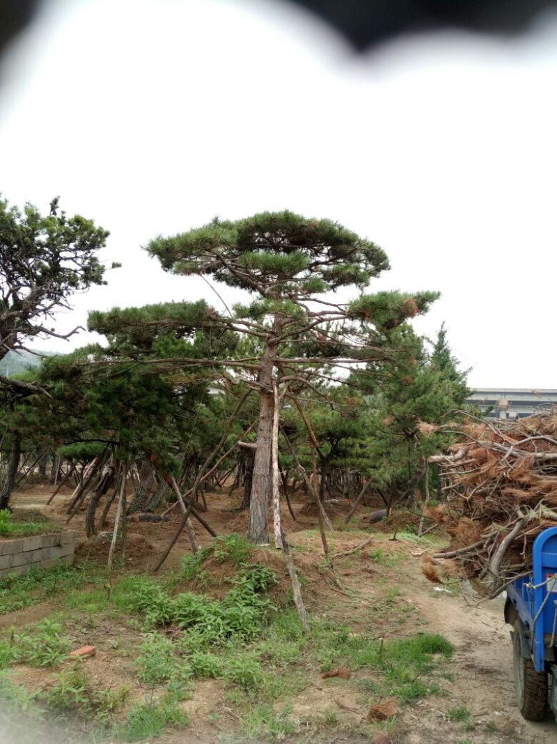 造型松14公分