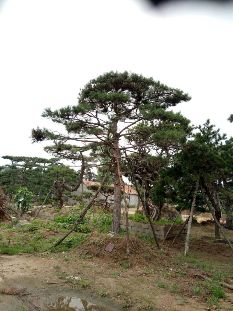 造型松14公分