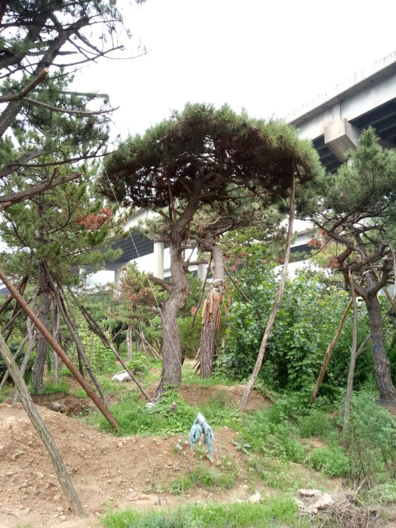 造型松14公分