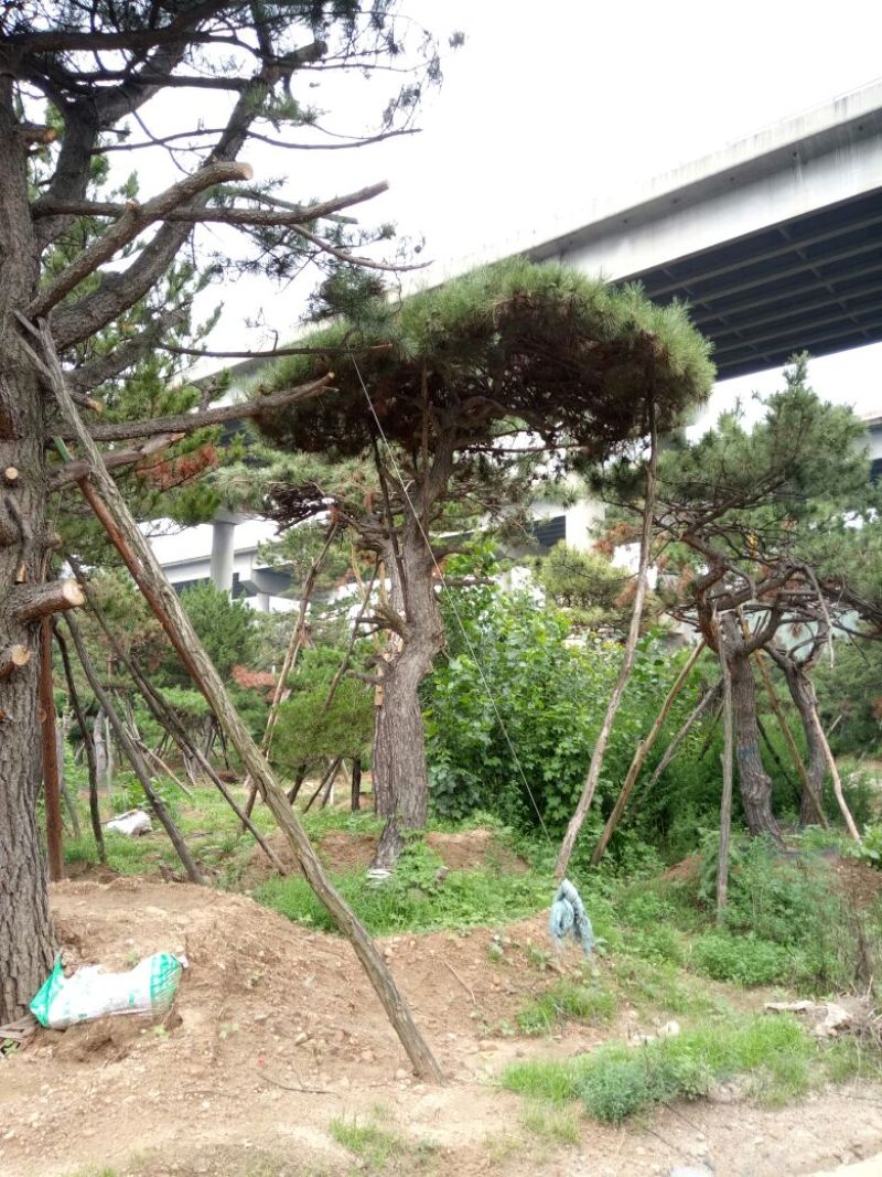 造型松14公分