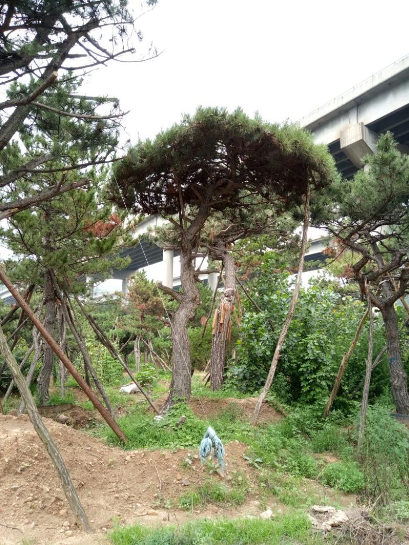 造型松14公分