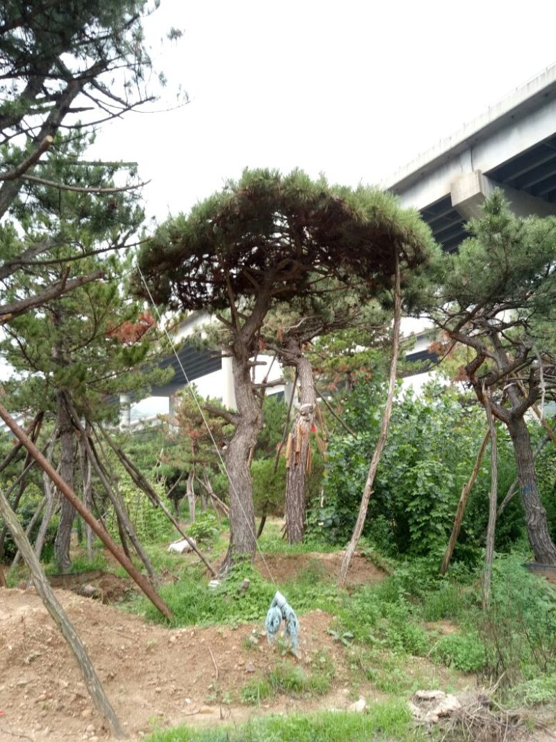 造型松14公分
