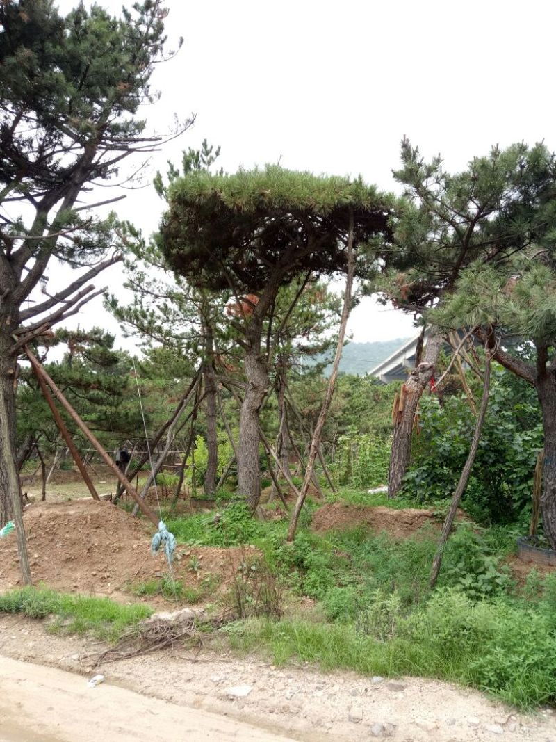 造型松14公分