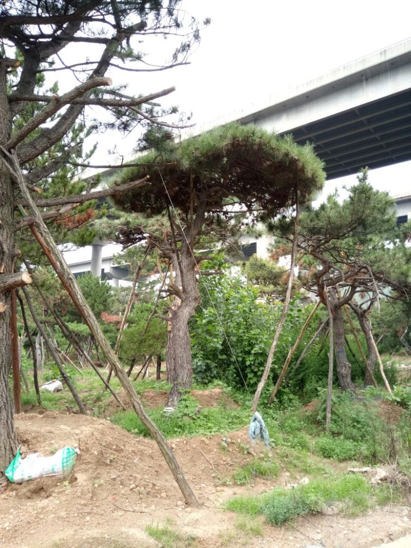 造型松14公分