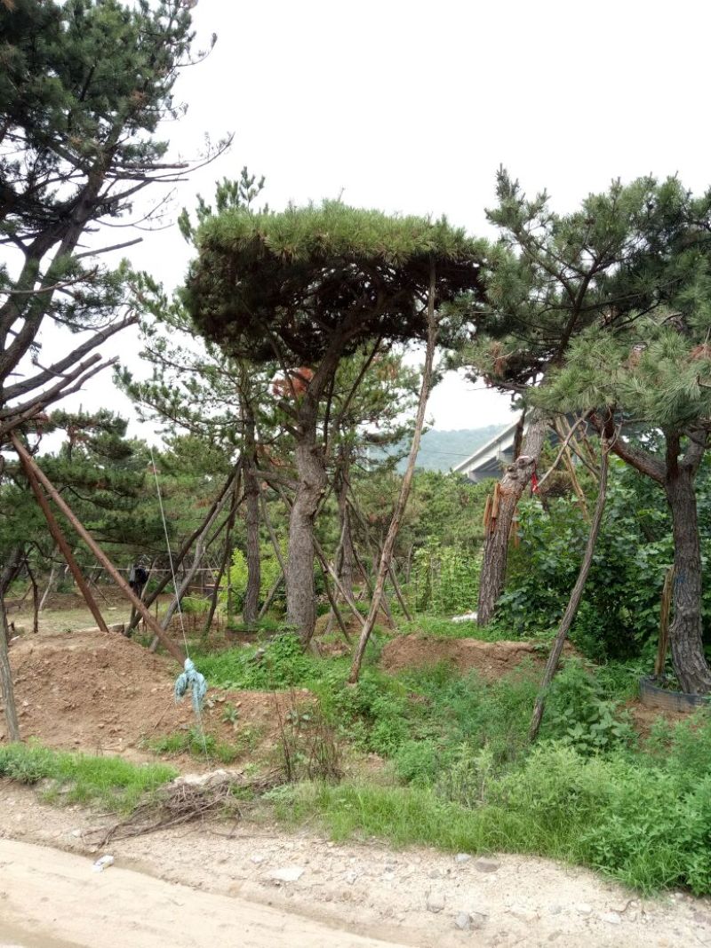造型松14公分