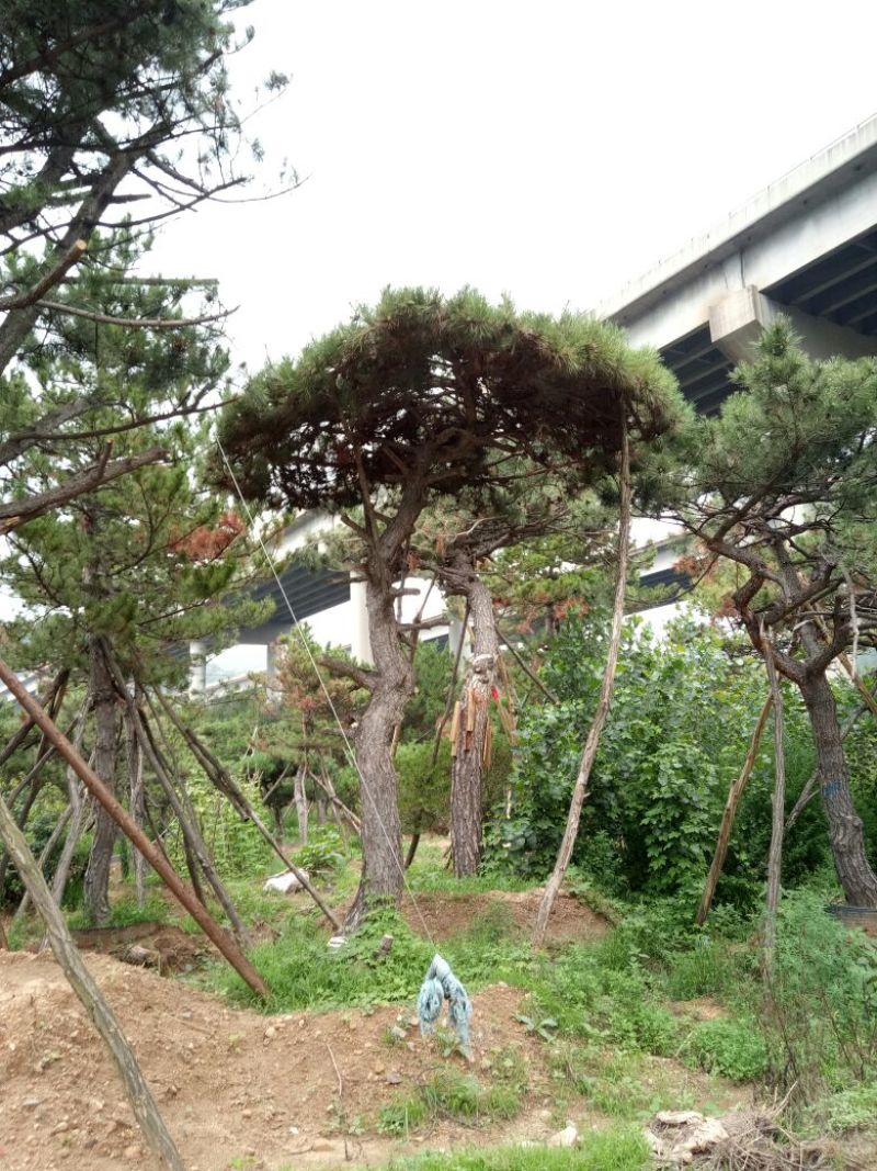 造型松14公分