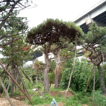 造型松14公分