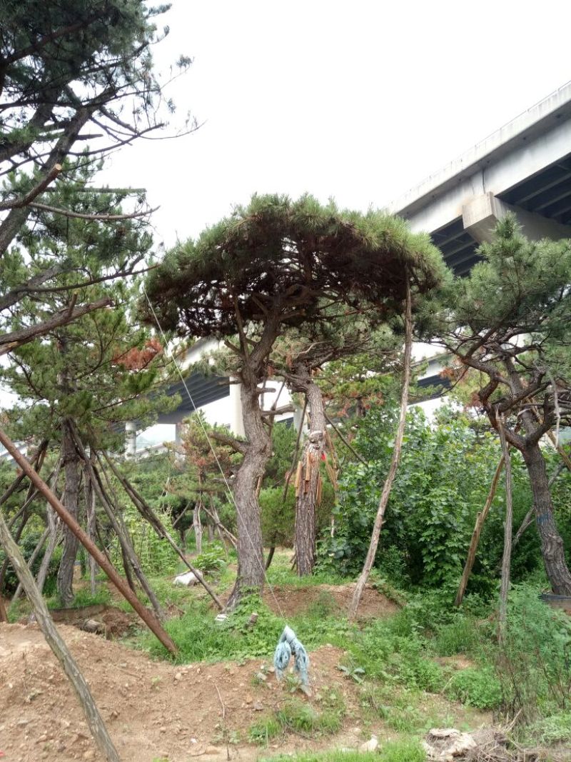 造型松14公分