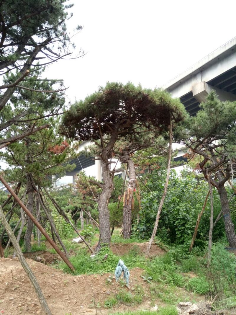 造型松14公分