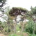 造型松14公分