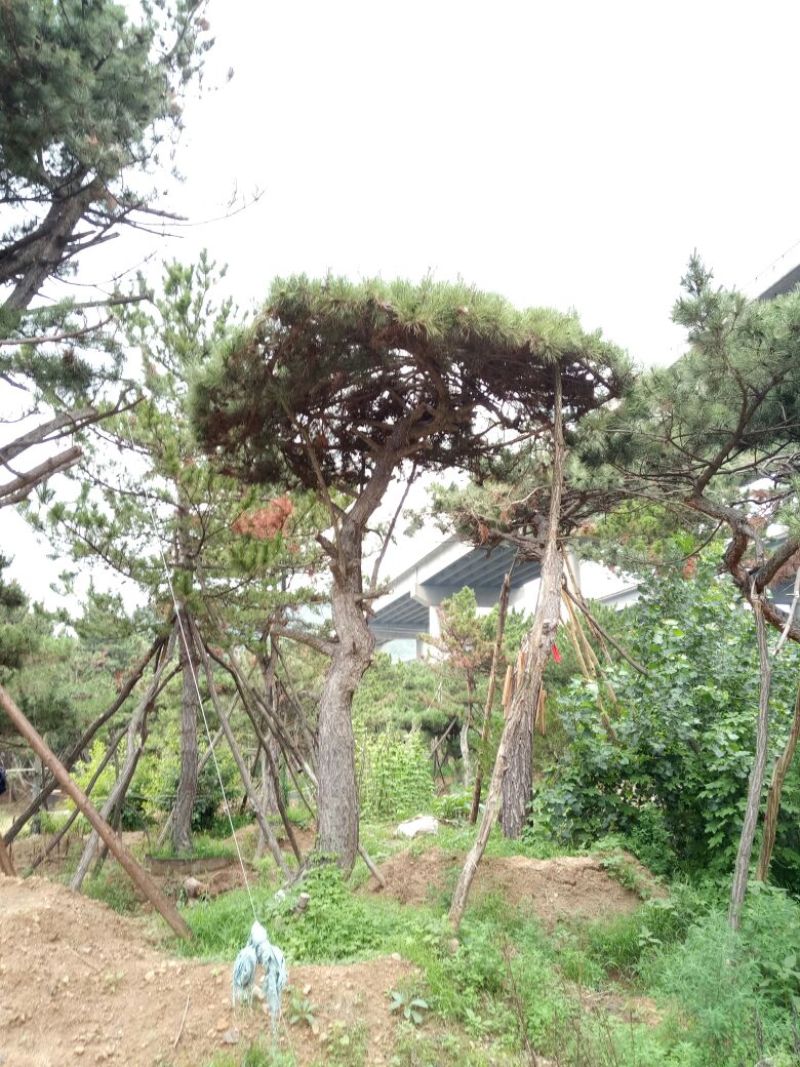 造型松14公分