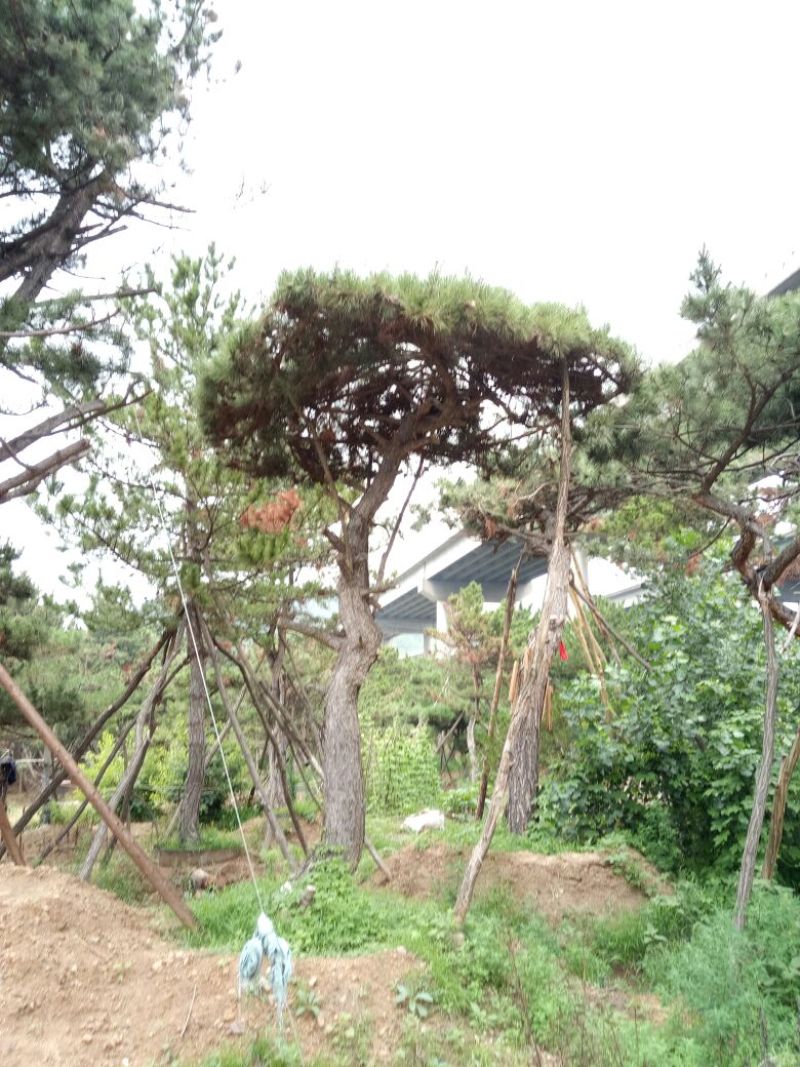造型松14公分
