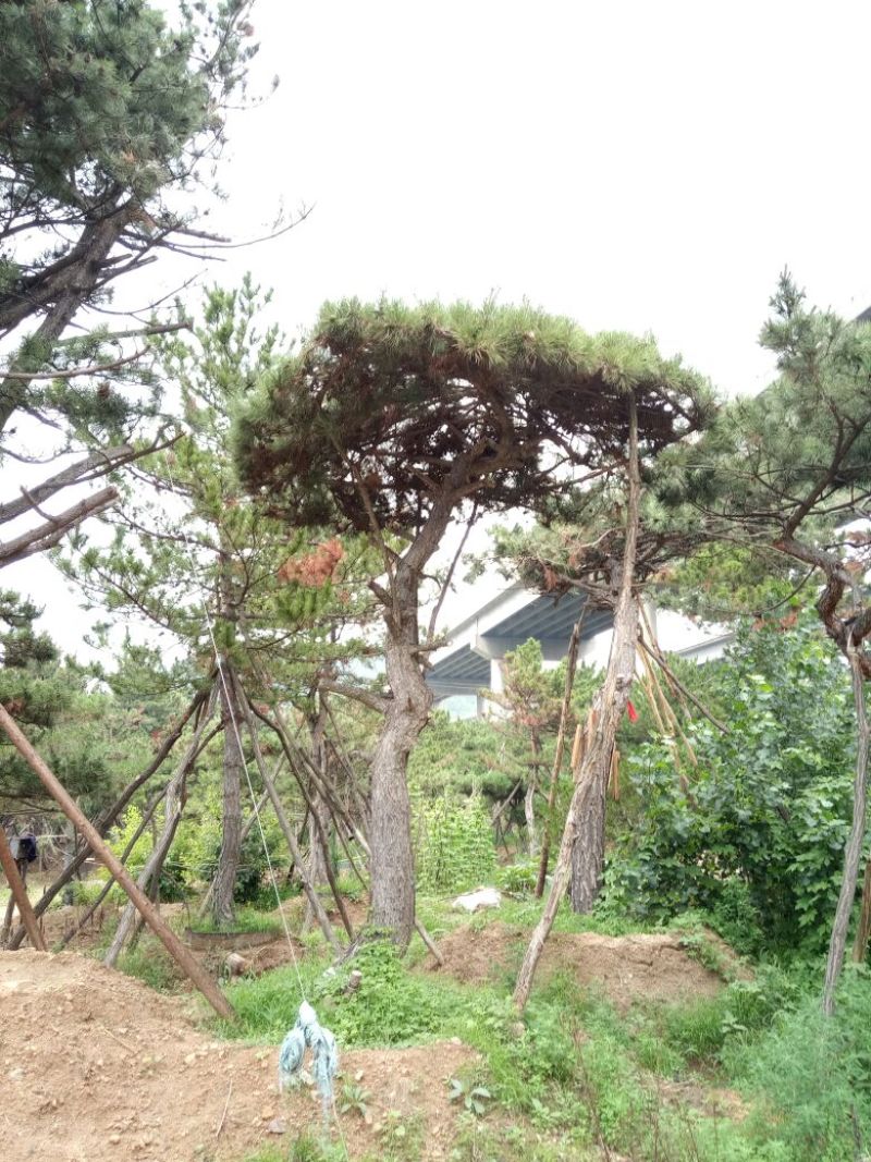 造型松14公分