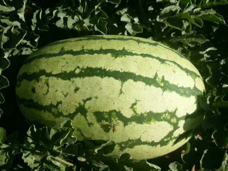 硒砂瓜8斤打底8.5成熟1茬