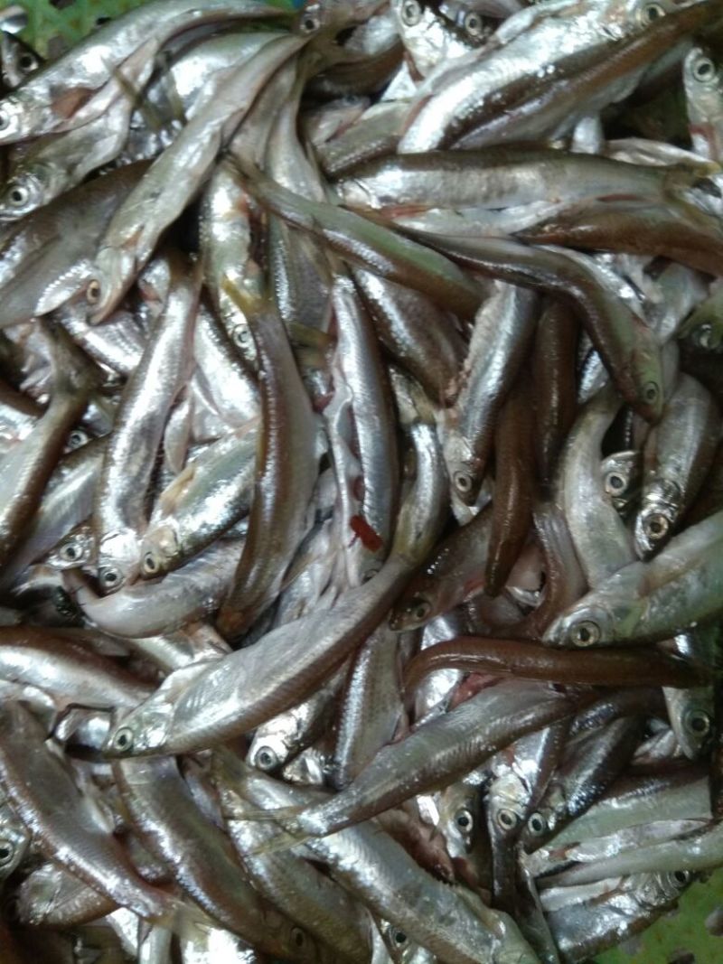 东江湖`油炸叼子鱼