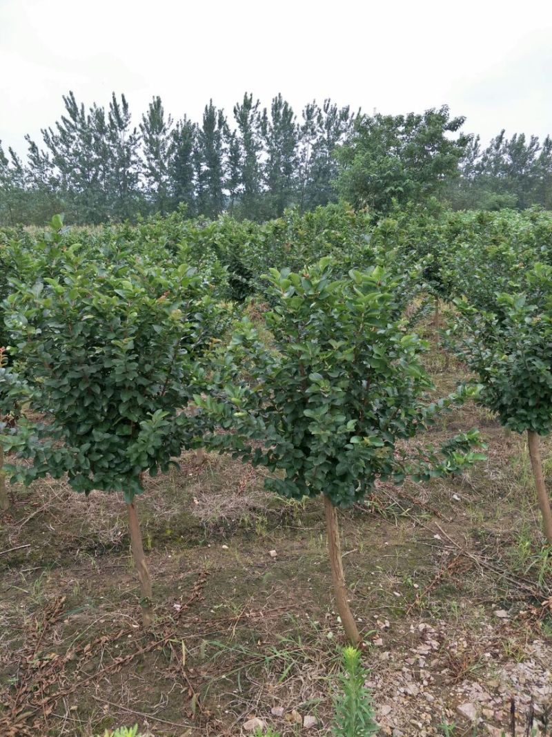 紫薇6~8cm2.5~3米1~2米