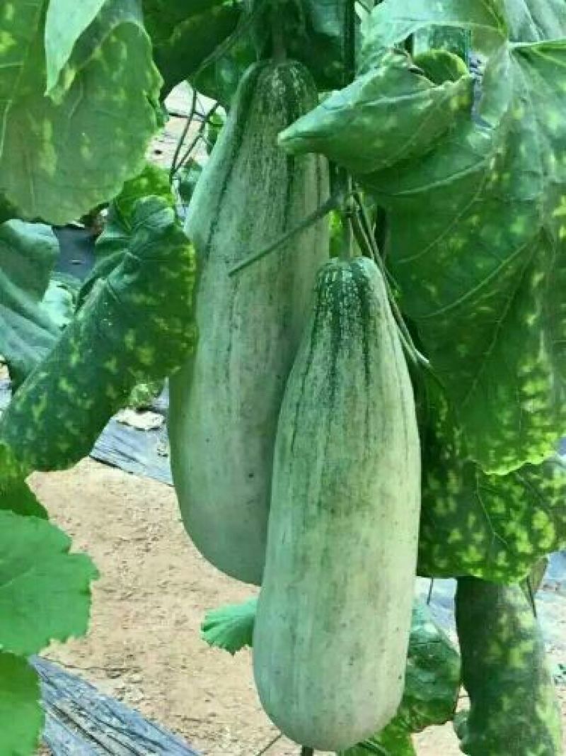 羊角蜜甜瓜通货1.5斤以上