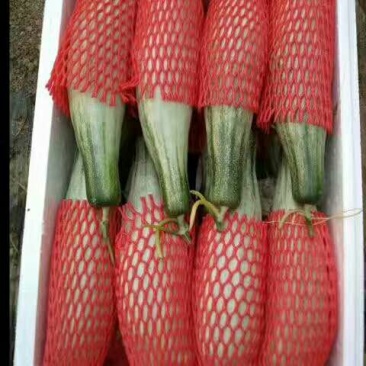 羊角蜜甜瓜通货1.5斤以上