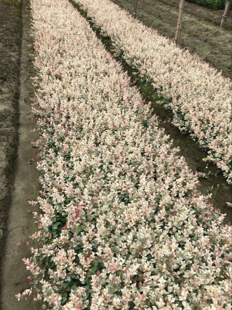 花叶络石1cm以下1米以下