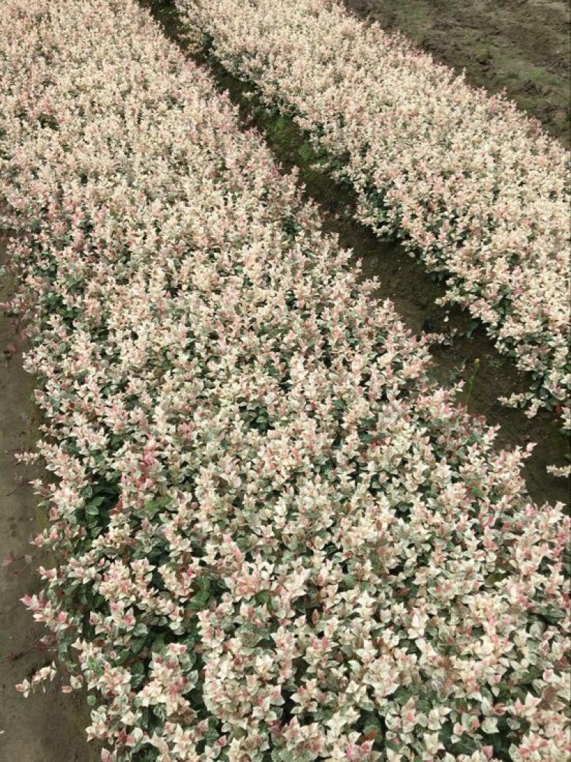 花叶络石1cm以下1米以下