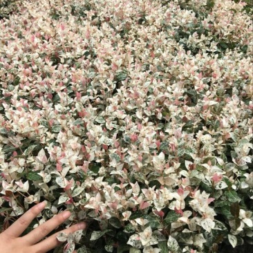 花叶络石1cm以下1米以下
