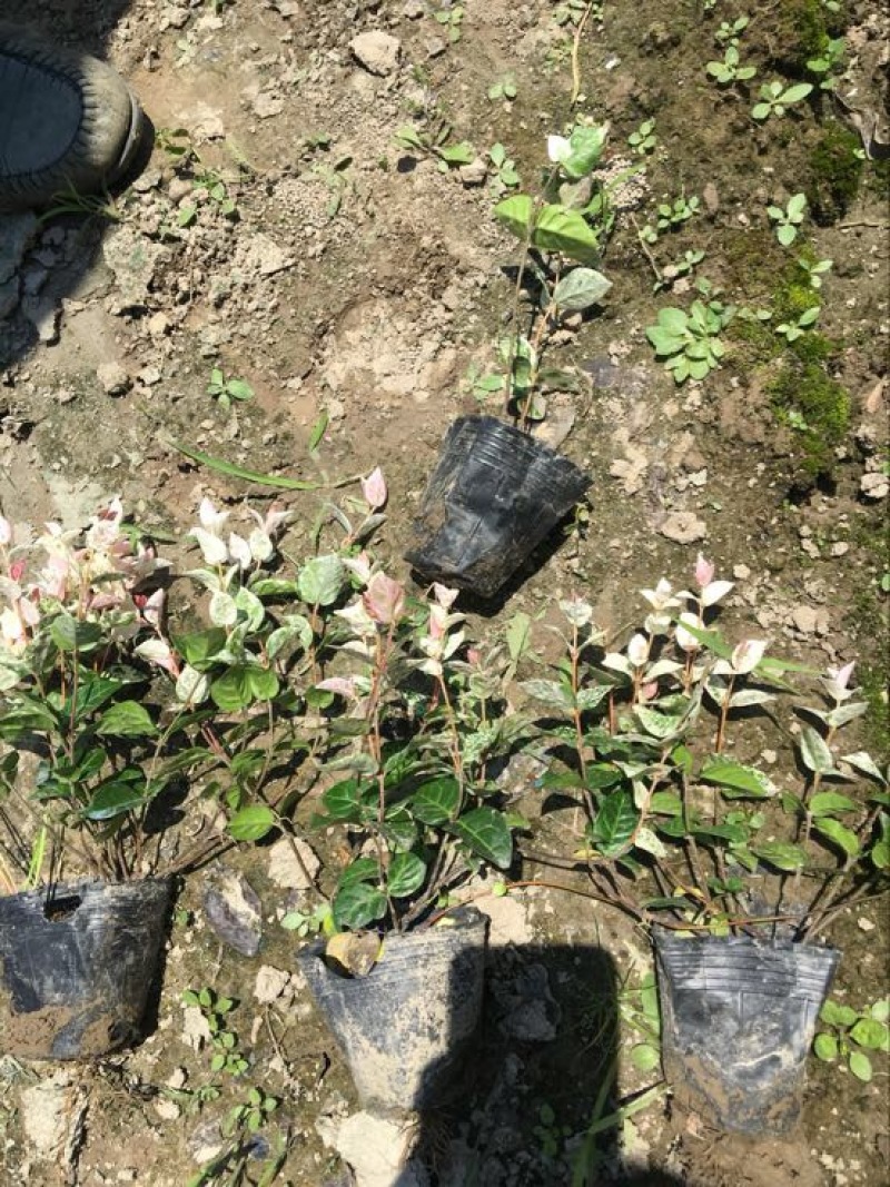 花叶络石1cm以下1米以下