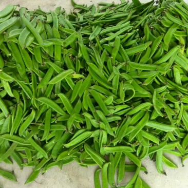 蔓生刀豆15~20cm